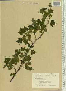 Ribes uva-crispa, Eastern Europe, Latvia (E2b) (Latvia)