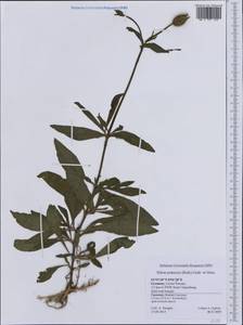Silene latifolia, Western Europe (EUR) (Germany)