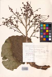 Rheum tataricum L. fil., Middle Asia, Caspian Ustyurt & Northern Aralia (M8) (Kazakhstan)