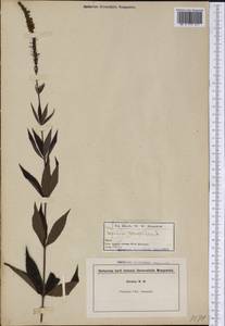 Veronicastrum virginicum (L.) Farw., America (AMER) (United States)