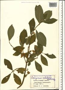 Euonymus velutinus (C. A. Mey.) Fisch. & C. A. Mey., Caucasus, Azerbaijan (K6) (Azerbaijan)