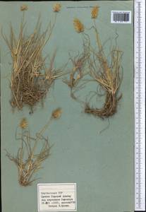 Deschampsia, Middle Asia, Northern & Central Tian Shan (M4) (Kyrgyzstan)