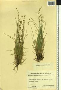 Carex canescens subsp. canescens, Siberia, Yakutia (S5) (Russia)