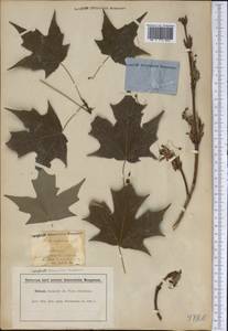 Acer nigrum F. Michx., America (AMER) (United States)