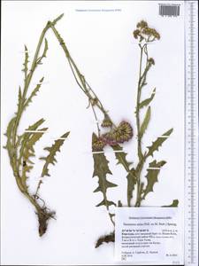 Saussurea salsa (Pall.) Spreng., Middle Asia, Northern & Central Tian Shan (M4) (Kyrgyzstan)