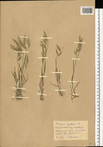 Bromus squarrosus L., Eastern Europe, North Ukrainian region (E11) (Ukraine)