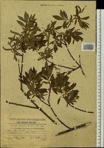 Salix sachalinensis F. Schmidt, Siberia, Russian Far East (S6) (Russia)