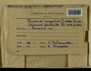 Climacium dendroides (Hedw.) F. Weber & D. Mohr, Bryophytes, Bryophytes - Middle Russia (B6) (Russia)