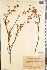 Betula nana L., Eastern Europe, Northern region (E1) (Russia)