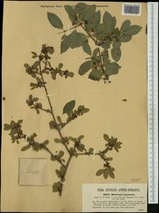 Rhamnus saxatilis subsp. tinctoria (Waldst. & Kit.) Nyman, Western Europe (EUR) (Romania)