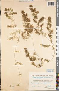 Ceratophyllum demersum L., Eastern Europe, North Ukrainian region (E11) (Ukraine)
