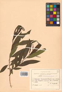 Salix udensis (Wimm.) Trautv. & C. A. Mey., Siberia, Russian Far East (S6) (Russia)