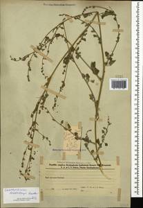 Chenopodium sosnowskyi Kapeller, Caucasus, Azerbaijan (K6) (Azerbaijan)