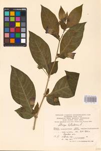 MHA 0 158 566, Atropa belladonna L., Eastern Europe, West Ukrainian region (E13) (Ukraine)