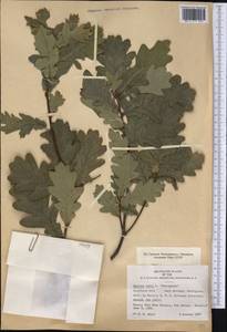 Quercus robur L., America (AMER) (United States)