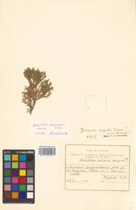 Juniperus chinensis var. sargentii A. Henry, Siberia, Russian Far East (S6) (Russia)