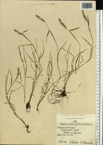 Alopecurus geniculatus L., Eastern Europe, Central region (E4) (Russia)