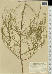 Corispermum declinatum Steph. ex Stev., Eastern Europe, Central forest-and-steppe region (E6) (Russia)