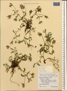 Astragalus captiosus A. Boriss., Caucasus, North Ossetia, Ingushetia & Chechnya (K1c) (Russia)