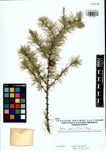 Larix gmelinii (Rupr.) Kuzen., Siberia, Baikal & Transbaikal region (S4) (Russia)