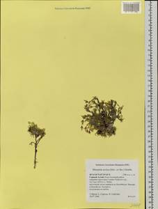 Cherleria arctica (Stev. ex Ser.) comb. ined., Siberia, Altai & Sayany Mountains (S2) (Russia)