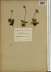 Primula auriculata Lam., South Asia, South Asia (Asia outside ex-Soviet states and Mongolia) (ASIA) (Iraq)