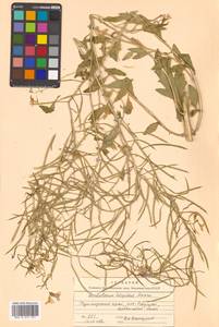 Dontostemon hispidus Maxim., Siberia, Russian Far East (S6) (Russia)