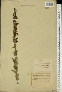 Campanula bononiensis L., Eastern Europe, Rostov Oblast (E12a) (Russia)