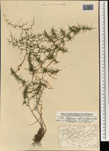 Asparagus gobicus N.A.Ivanova ex Grubov, Mongolia (MONG) (Mongolia)