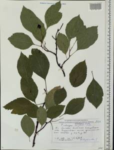 Crataegus rivularis Nutt. ex Torr. & A. Gray, Eastern Europe, Moscow region (E4a) (Russia)