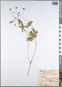 Geranium palustre L., Eastern Europe, Central region (E4) (Russia)