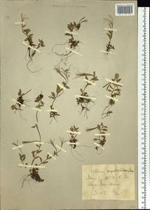 Epilobium anagallidifolium Lam., Siberia, Western Siberia (S1) (Russia)