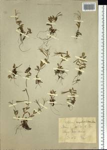 Epilobium anagallidifolium Lam., Siberia, Western Siberia (S1) (Russia)