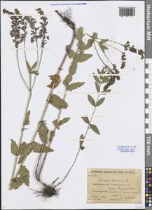 Veronica teucrium L., Eastern Europe, Central forest-and-steppe region (E6) (Russia)