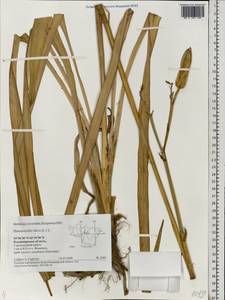 Hemerocallis fulva (L.) L., Eastern Europe, Central region (E4) (Russia)