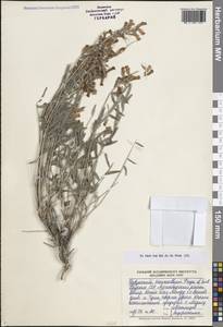 Hedysarum macranthum (Freyn & Sint.) B.Fedtsch., Middle Asia, Kopet Dag, Badkhyz, Small & Great Balkhan (M1) (Turkmenistan)