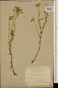 Senecio vernalis Waldst. & Kit., Caucasus, Armenia (K5) (Armenia)