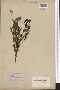 Lathyrus pratensis L., Middle Asia, Syr-Darian deserts & Kyzylkum (M7) (Kazakhstan)