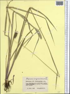 Alopecurus pratensis L., Middle Asia, Northern & Central Kazakhstan (M10) (Kazakhstan)