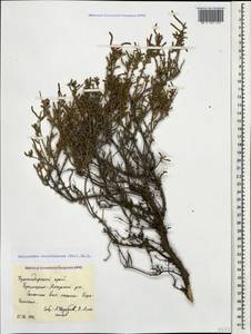 Halocnemum strobilaceum (Pall.) M. Bieb., Caucasus, Krasnodar Krai & Adygea (K1a) (Russia)