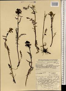 Pedicularis compacta Stephan ex Willd., Mongolia (MONG) (Mongolia)