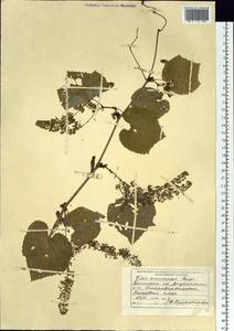 Vitis amurensis Rupr., Siberia, Russian Far East (S6) (Russia)