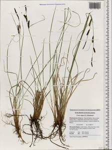 Carex nigra (L.) Reichard, Eastern Europe, Northern region (E1) (Russia)