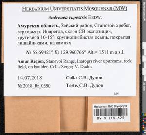 Andreaea rupestris Hedw., Bryophytes, Bryophytes - Russian Far East (excl. Chukotka & Kamchatka) (B20) (Russia)