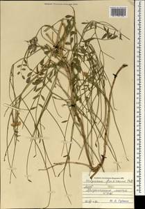 Corethrodendron fruticosum (Pall.) B.H.Choi & H.Ohashi, Mongolia (MONG) (Mongolia)