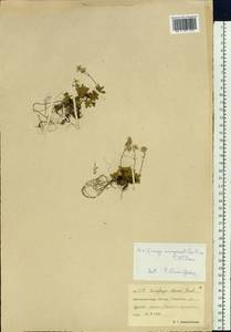 Saxifraga flagellaris subsp. flagellaris, Siberia, Chukotka & Kamchatka (S7) (Russia)