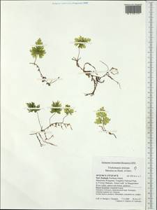 Polypodiopsida, Australia & Oceania (AUSTR) (New Zealand)