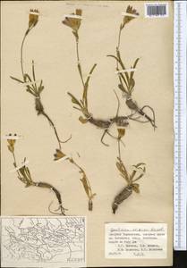 Gentiana olivieri Griseb., Middle Asia, Western Tian Shan & Karatau (M3) (Tajikistan)