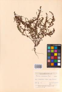 Rumex ucranicus Fisch., Eastern Europe, Middle Volga region (E8) (Russia)