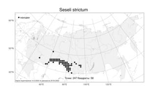 Seseli strictum Ledeb., Atlas of the Russian Flora (FLORUS) (Russia)